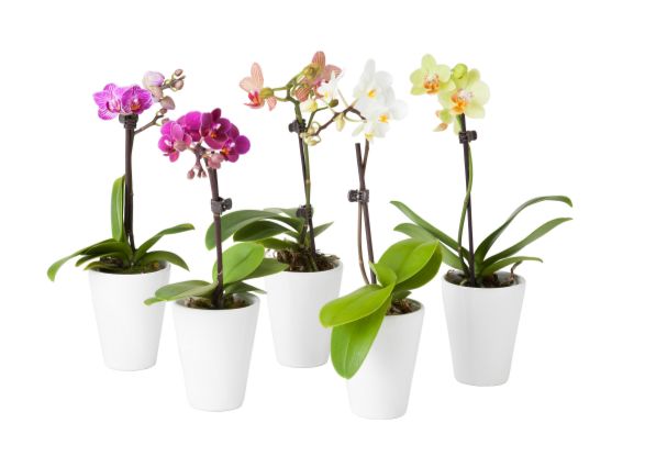 orchidea v