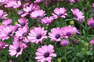 osteospermum ZM
