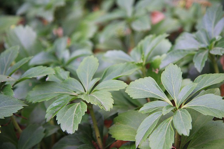 pachysandra