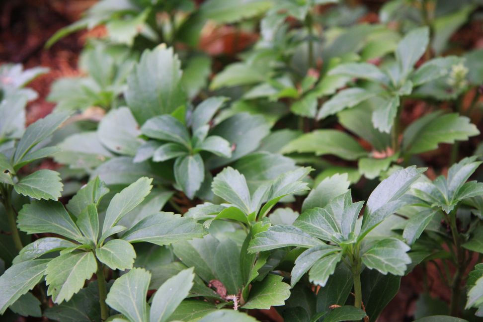 pachysandra2020