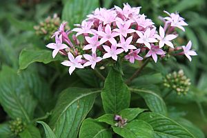 pentas