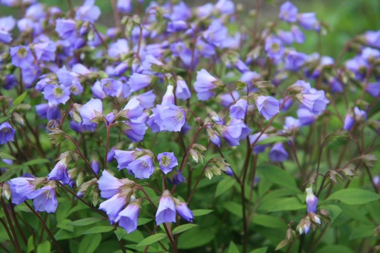 polemonium