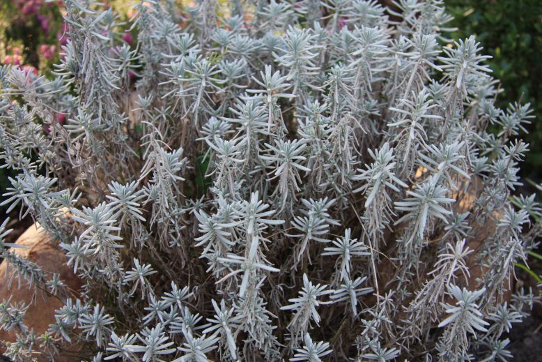 prax levandula1