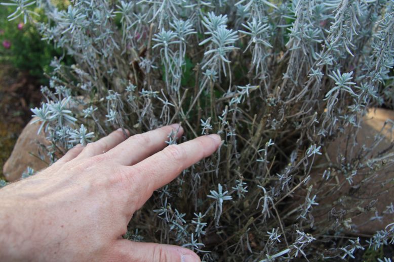 prax levandula3