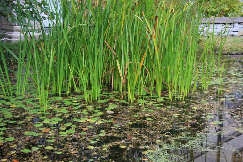 palka v