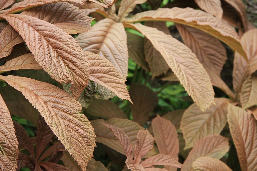 rodgersia2019