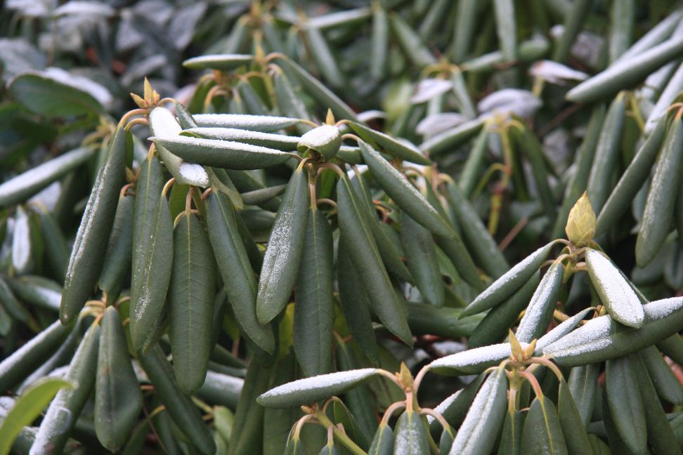 rododendron zima