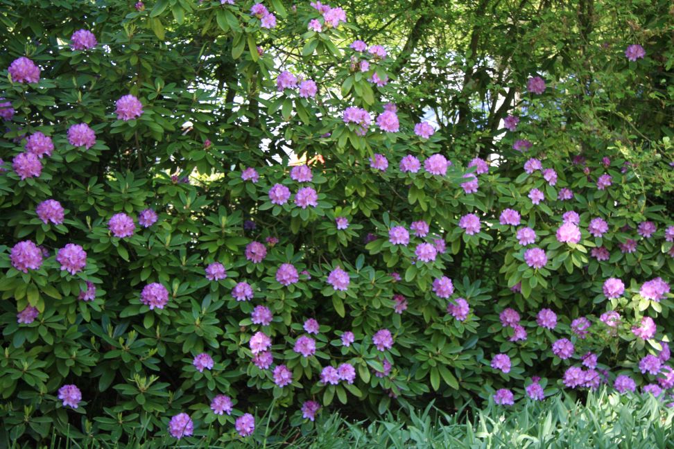 rododendronyplot
