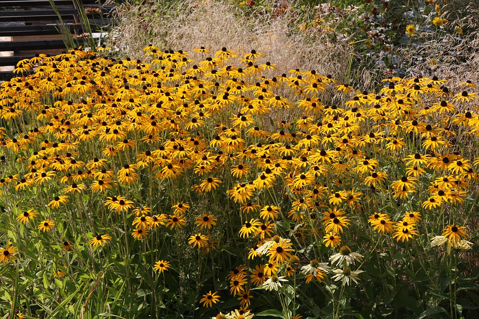 rudbekie 1
