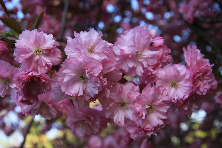 sakura