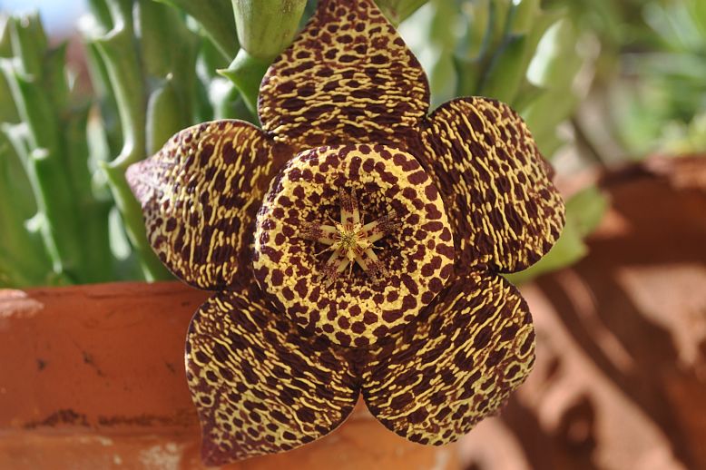 stapelia1