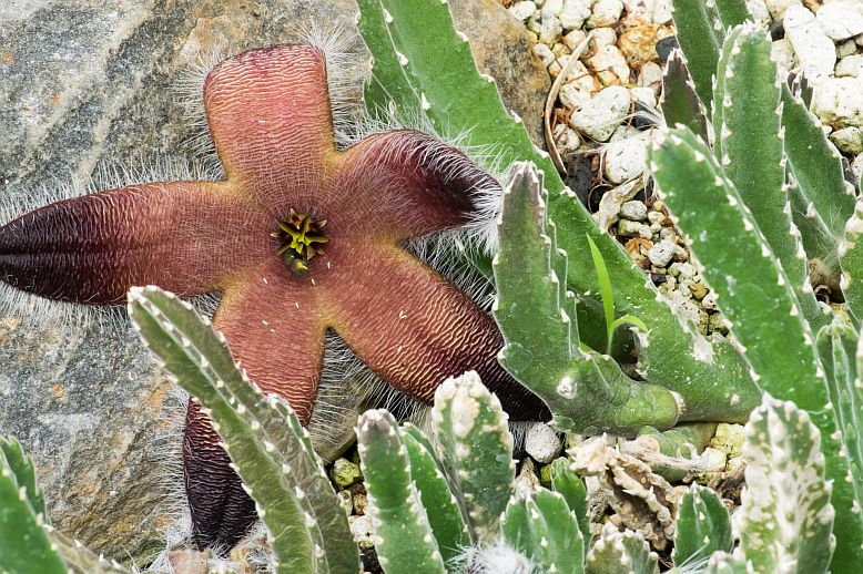 stapelia2