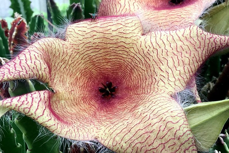stapelia3
