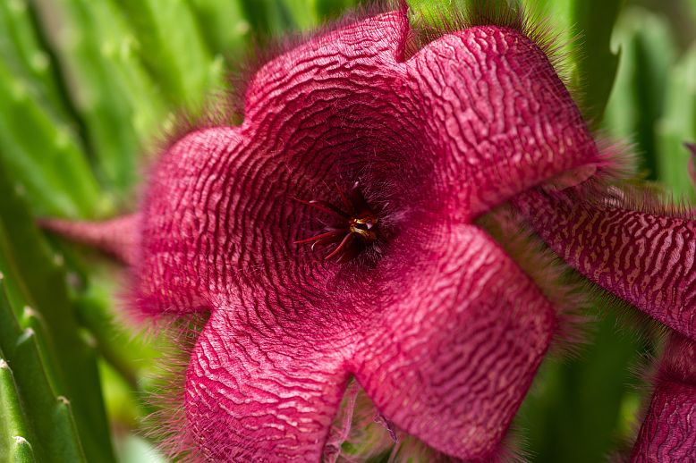 stapelia4