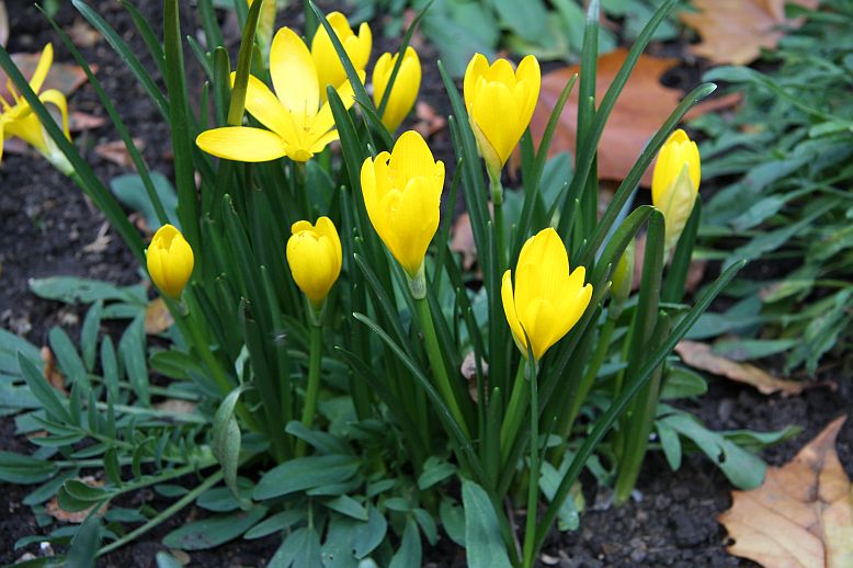 sternbergia