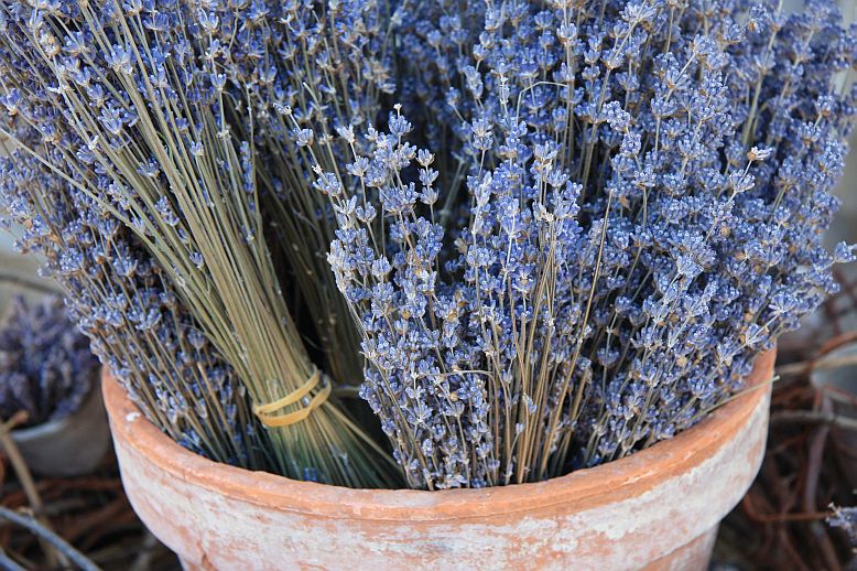 susena levandula