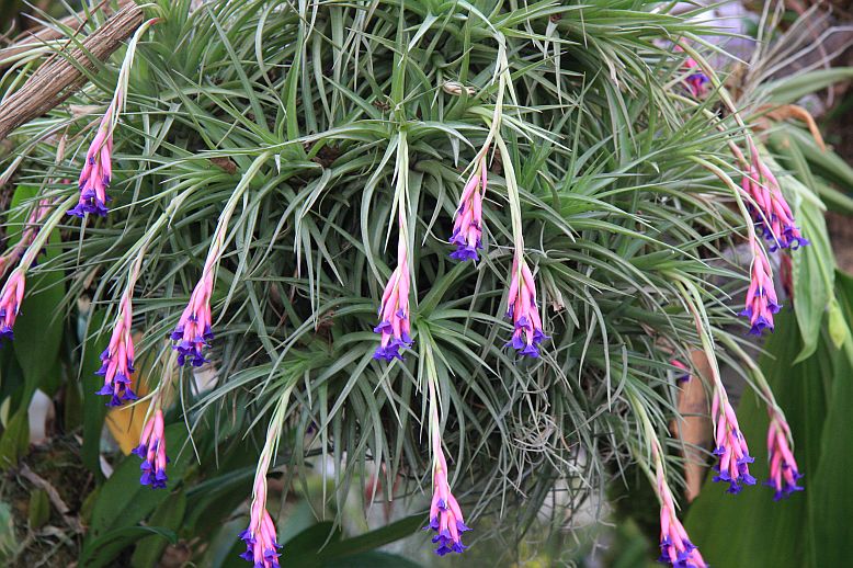 tilandsia1
