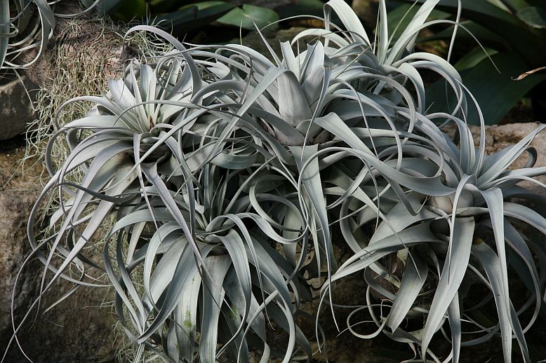 tilandsia5