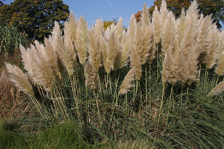 trava kortaderia