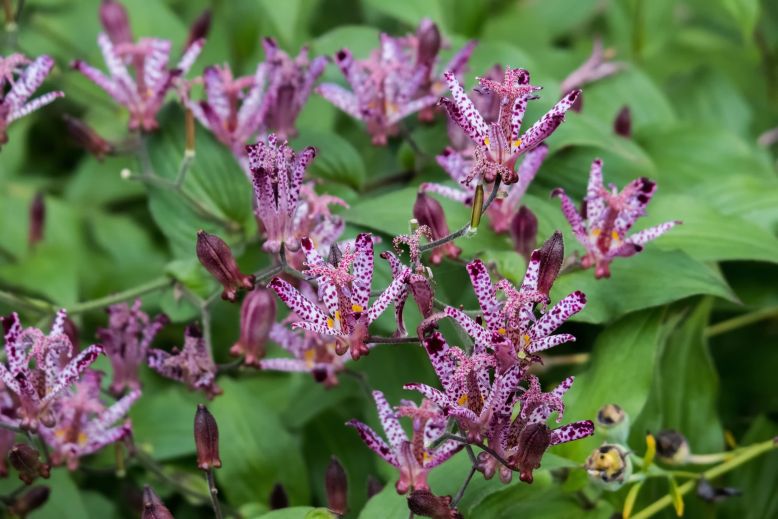 tricyrtis velky perx