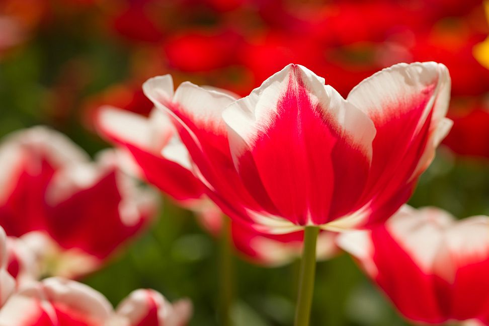 tulipa triumph