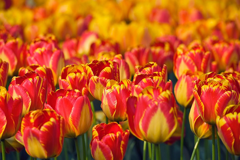 tulipany2019 e