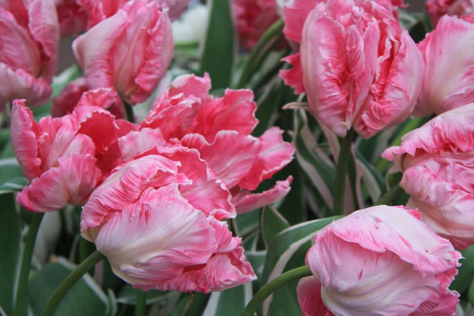 tulipany3