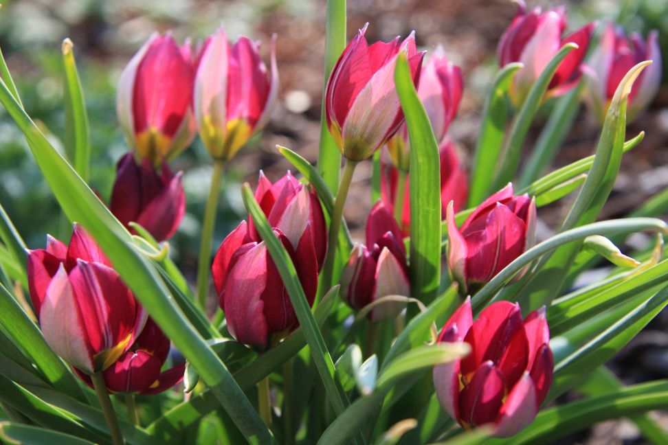 tulipany4