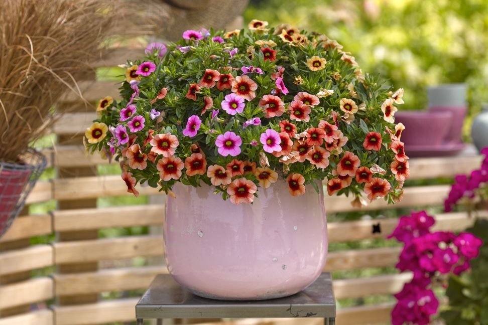 uvod calibrachoa