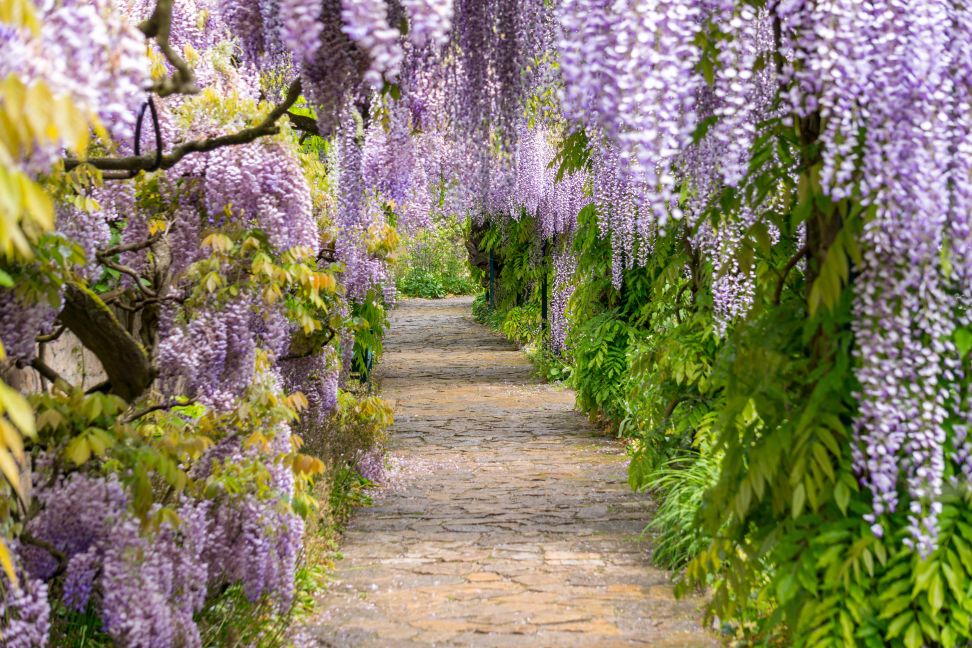 visteria2020