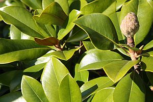vzdyzelena magnolia