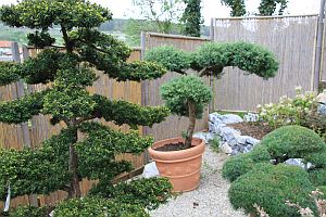 zahradny bonsaj kópia