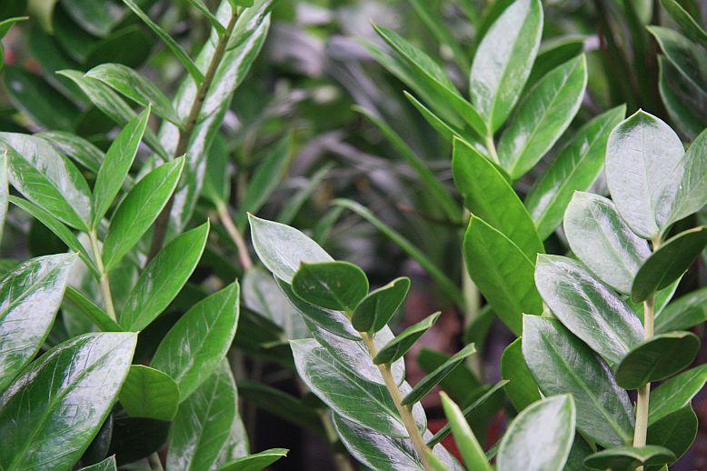 zamia