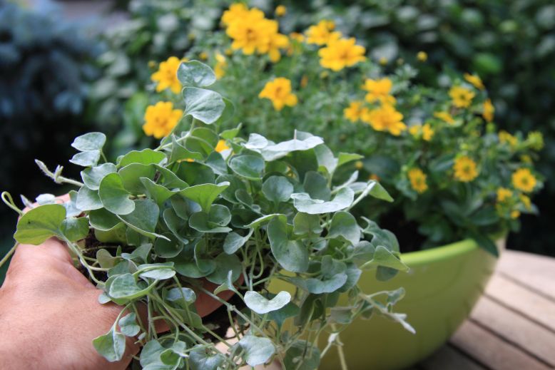 zm2018 dichondra